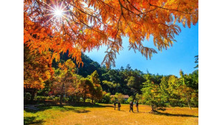 Đài Loan mùa thu, đi đâu thưởng ngoạn mùa lá đỏ?